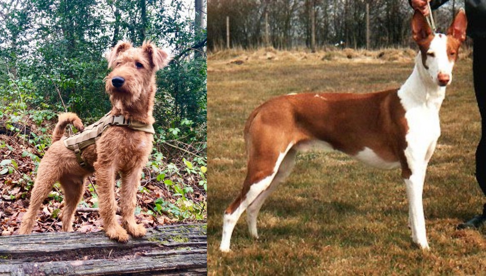 Podenco Canario vs Irish Terrier - Breed Comparison