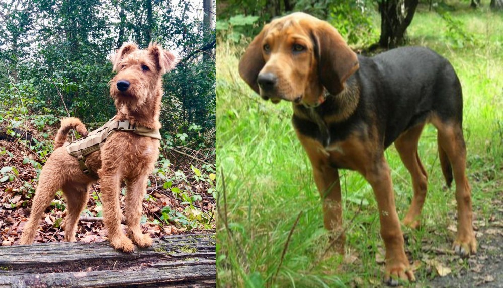 Polish Hound vs Irish Terrier - Breed Comparison