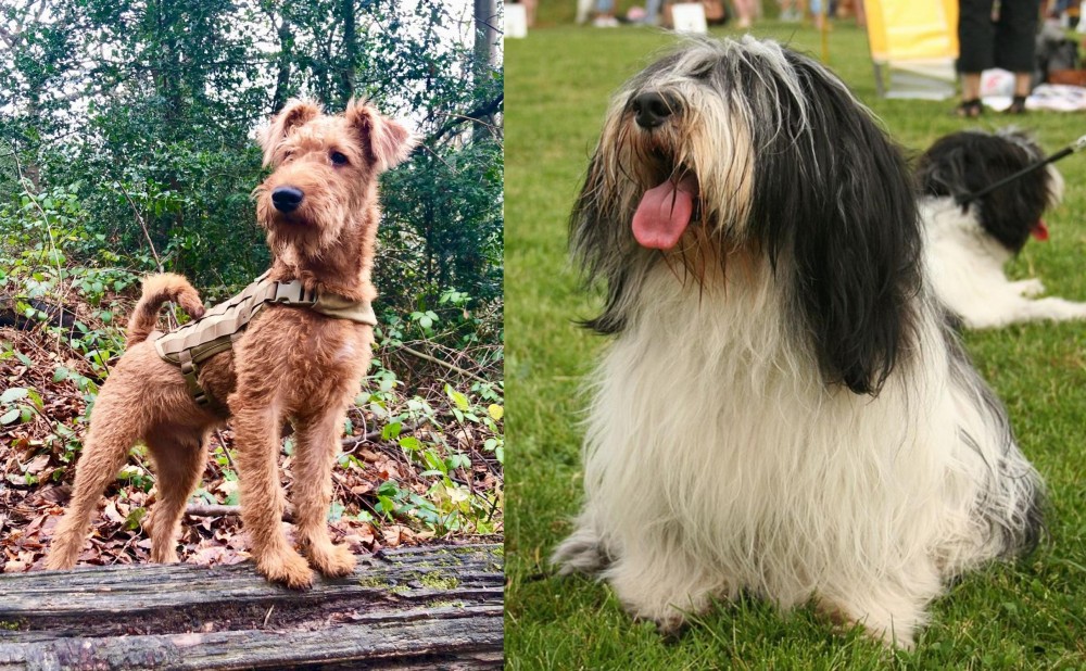 Polish Lowland Sheepdog vs Irish Terrier - Breed Comparison
