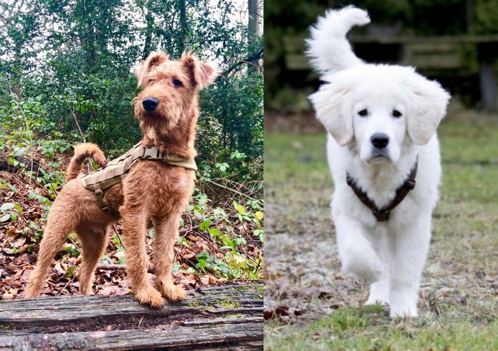 Polish Tatra Sheepdog vs Irish Terrier - Breed Comparison