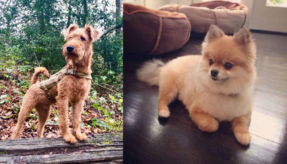 Pomeranian vs Irish Terrier - Breed Comparison