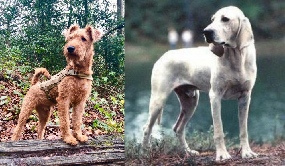 Porcelaine vs Irish Terrier - Breed Comparison