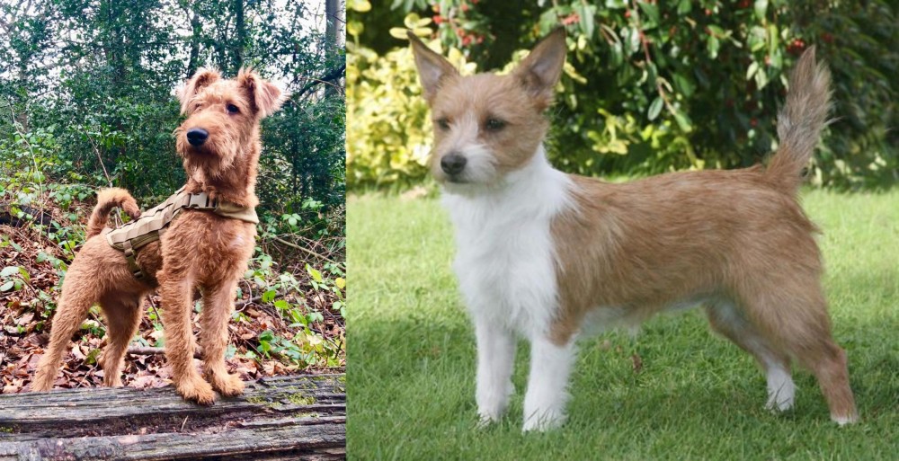Portuguese Podengo vs Irish Terrier - Breed Comparison