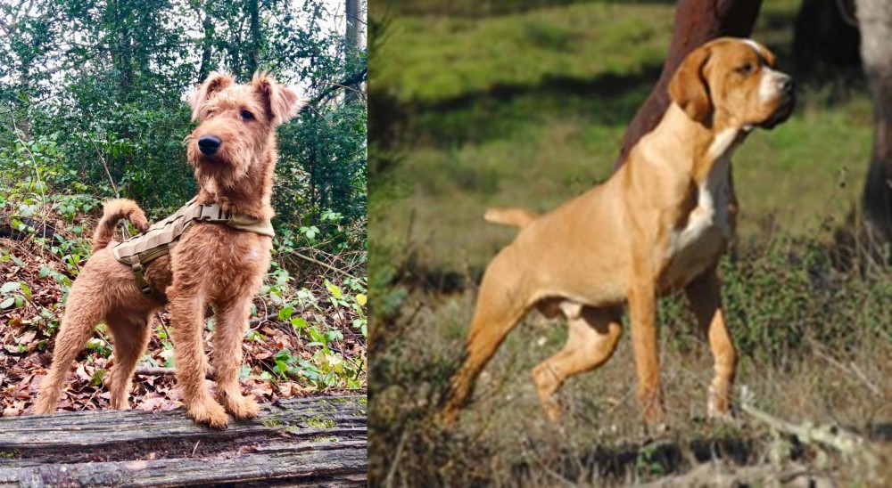 Portuguese Pointer vs Irish Terrier - Breed Comparison