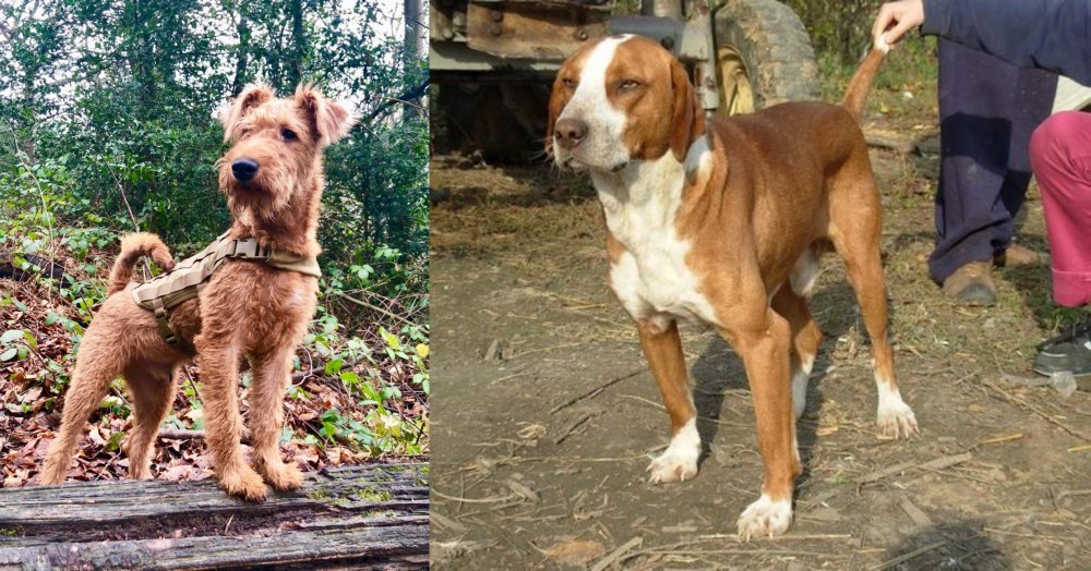 Posavac Hound vs Irish Terrier - Breed Comparison