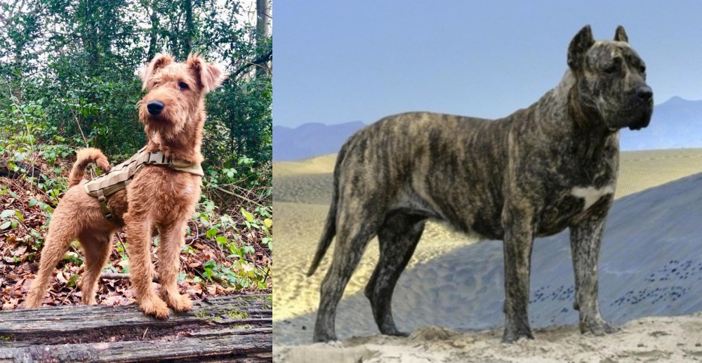 Presa Canario vs Irish Terrier - Breed Comparison