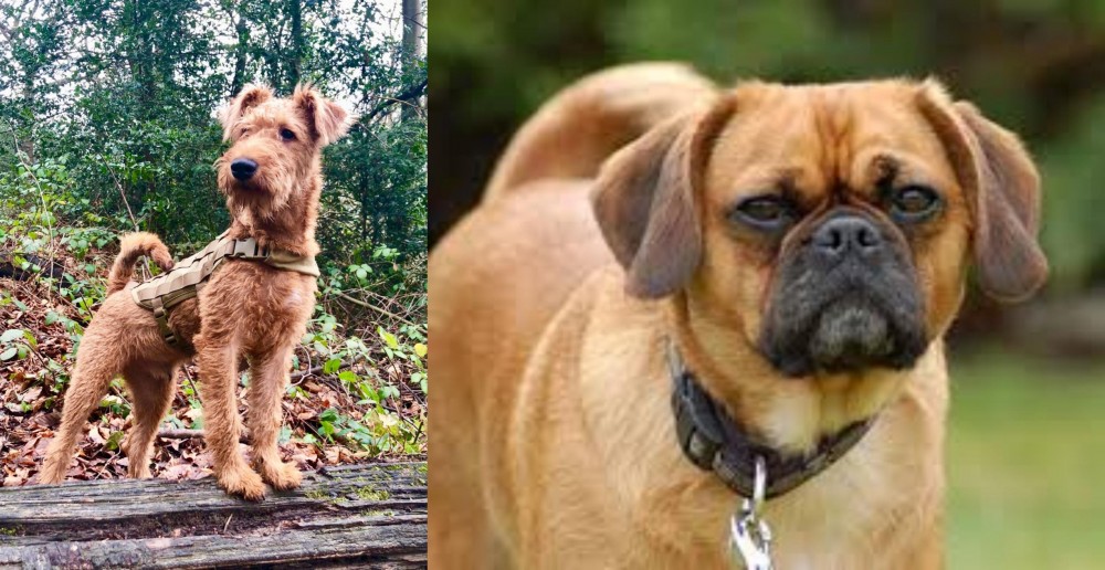 Pugalier vs Irish Terrier - Breed Comparison