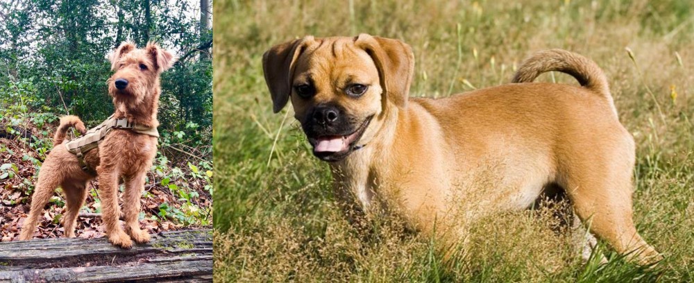 Puggle vs Irish Terrier - Breed Comparison