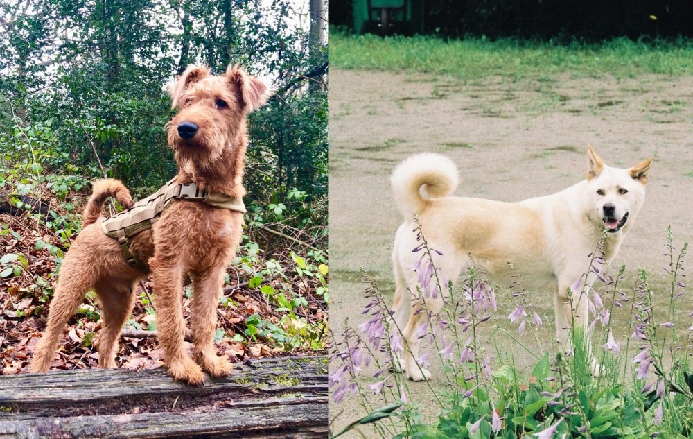 Pungsan Dog vs Irish Terrier - Breed Comparison