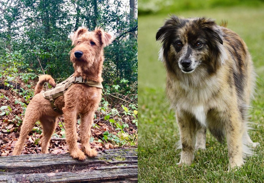 Pyrenean Shepherd vs Irish Terrier - Breed Comparison