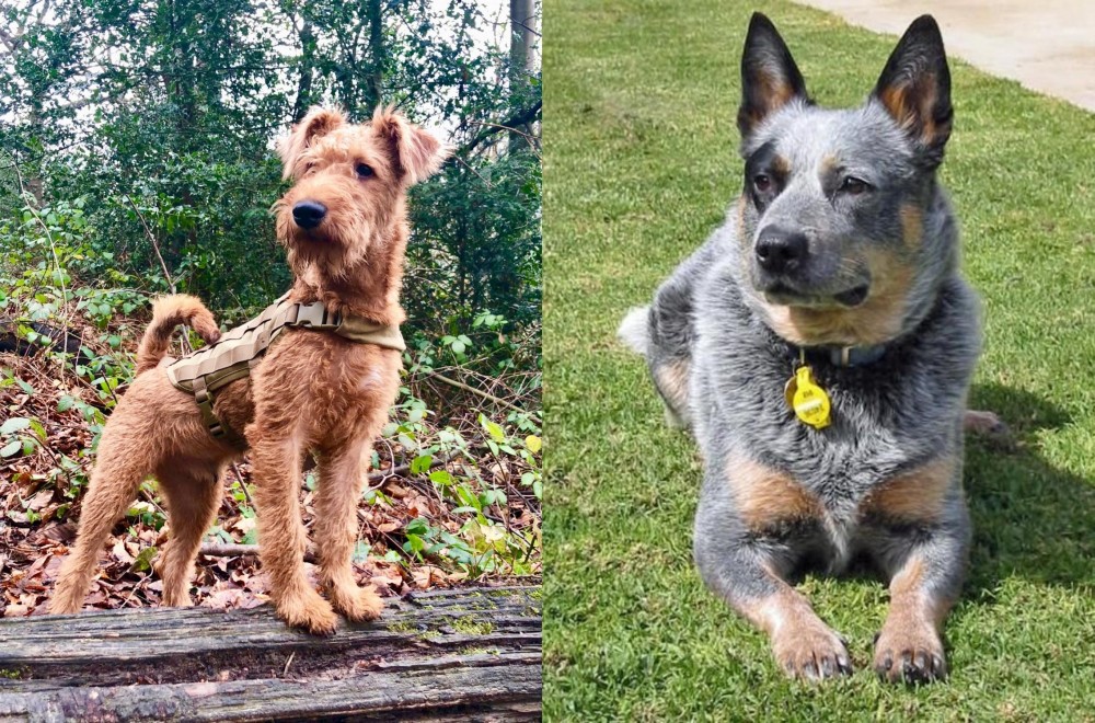 Queensland Heeler vs Irish Terrier - Breed Comparison