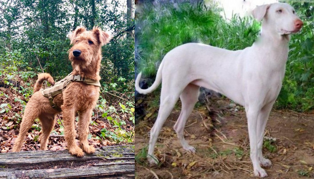 Rajapalayam vs Irish Terrier - Breed Comparison