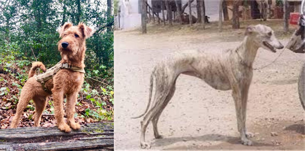 Rampur Greyhound vs Irish Terrier - Breed Comparison