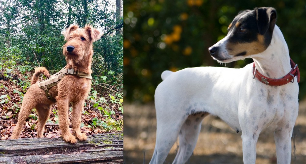 Ratonero Bodeguero Andaluz vs Irish Terrier - Breed Comparison