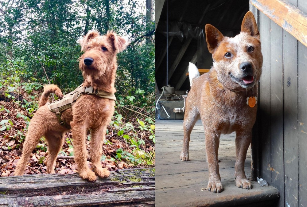 Red Heeler vs Irish Terrier - Breed Comparison