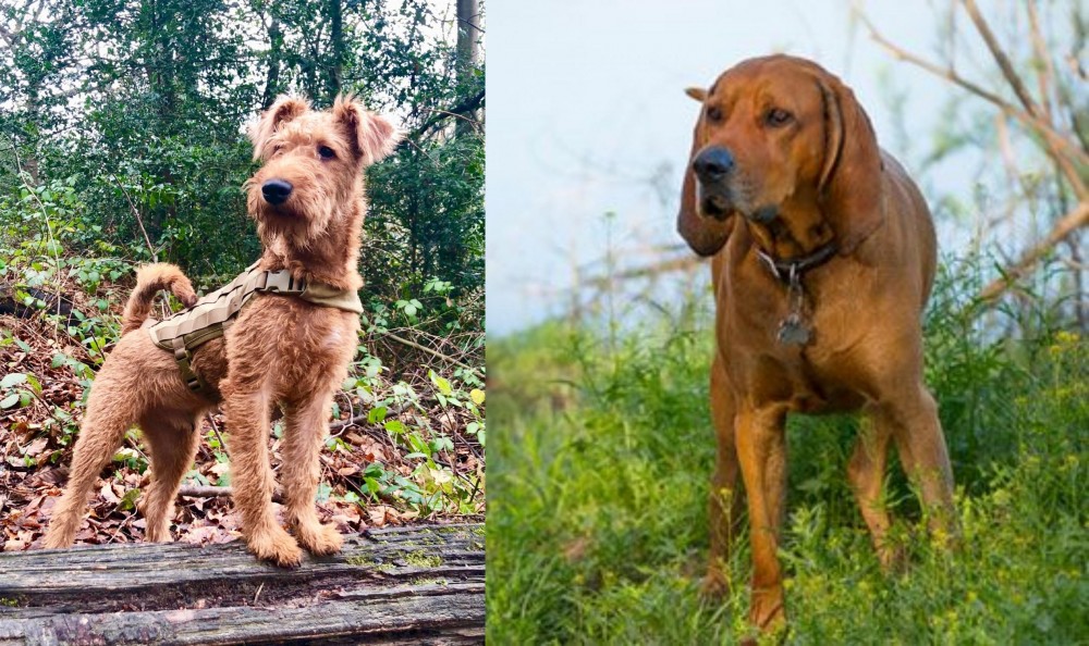Redbone Coonhound vs Irish Terrier - Breed Comparison