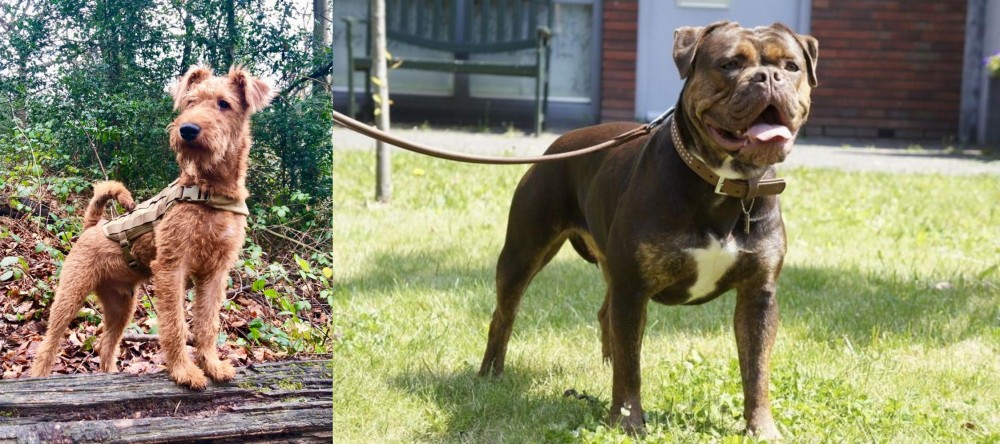 Renascence Bulldogge vs Irish Terrier - Breed Comparison