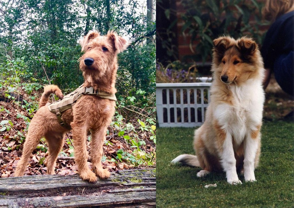 Rough Collie vs Irish Terrier - Breed Comparison