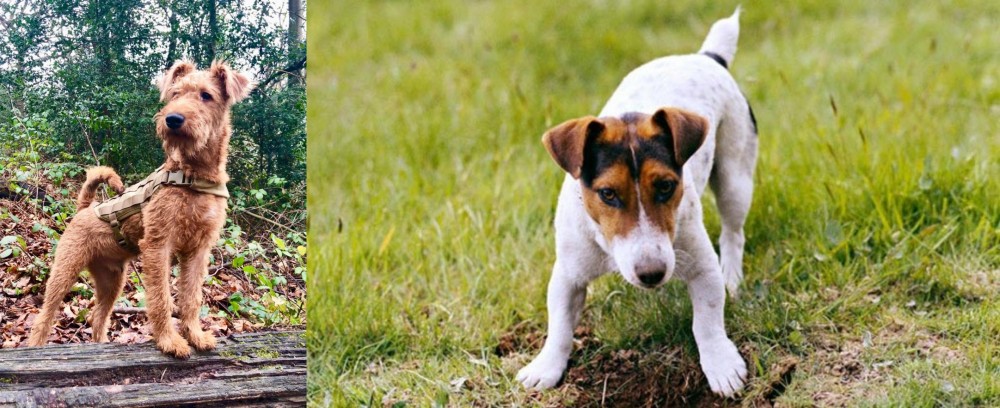 Russell Terrier vs Irish Terrier - Breed Comparison