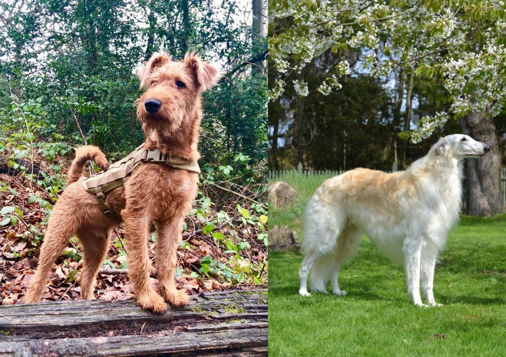 Russian Hound vs Irish Terrier - Breed Comparison