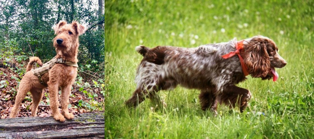 Russian Spaniel vs Irish Terrier - Breed Comparison