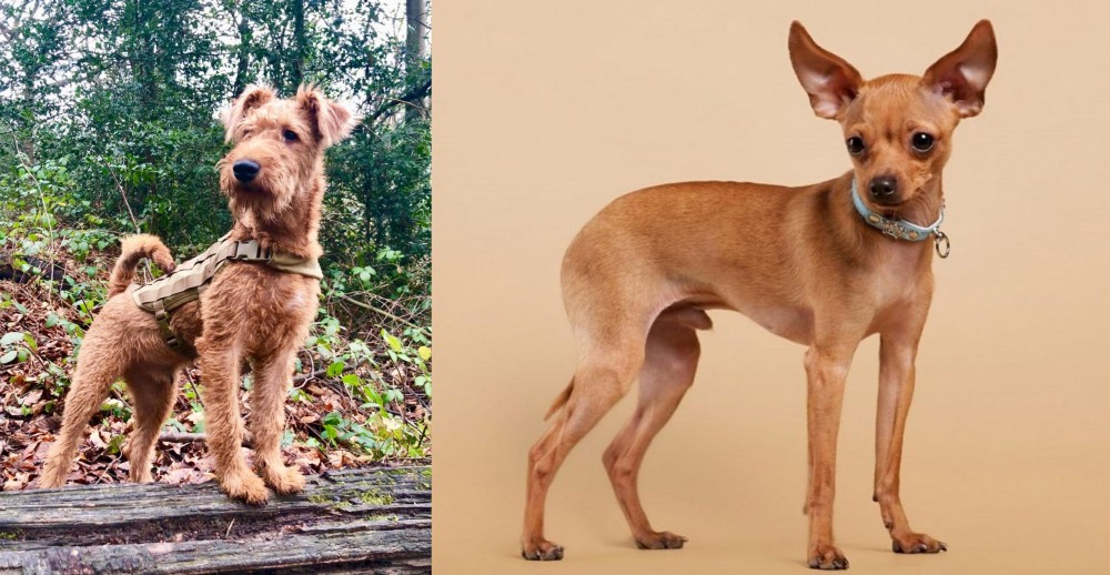 Russian Toy Terrier vs Irish Terrier - Breed Comparison