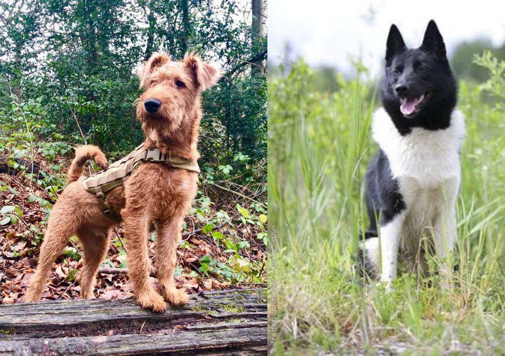 Russo-European Laika vs Irish Terrier - Breed Comparison