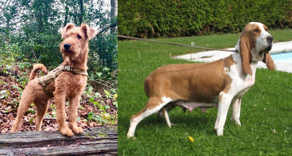 Sabueso Espanol vs Irish Terrier - Breed Comparison