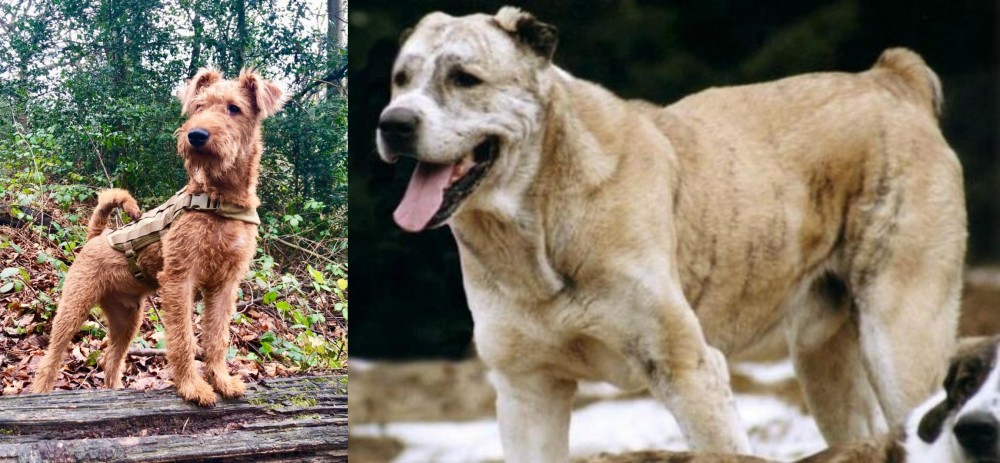 Sage Koochee vs Irish Terrier - Breed Comparison