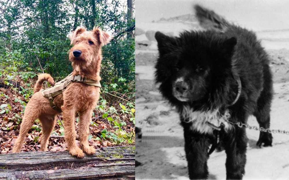 Sakhalin Husky vs Irish Terrier - Breed Comparison