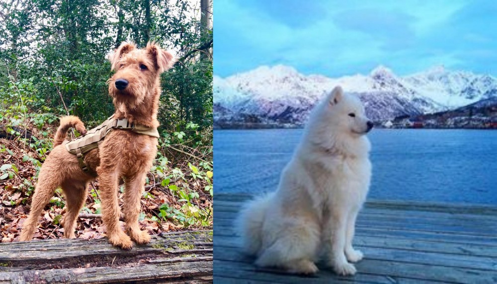 Samoyed vs Irish Terrier - Breed Comparison