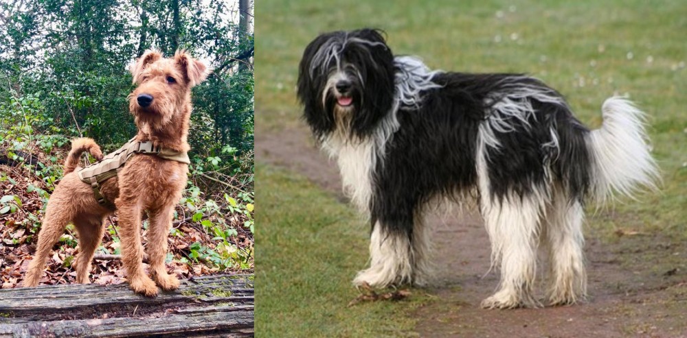 Schapendoes vs Irish Terrier - Breed Comparison