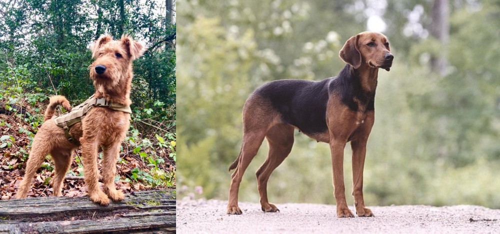 Schillerstovare vs Irish Terrier - Breed Comparison