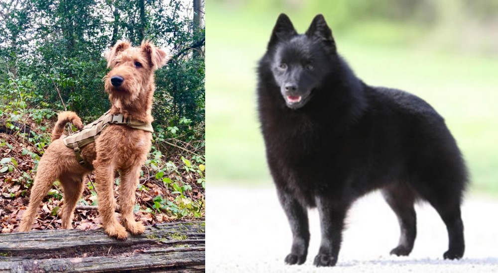 Schipperke vs Irish Terrier - Breed Comparison