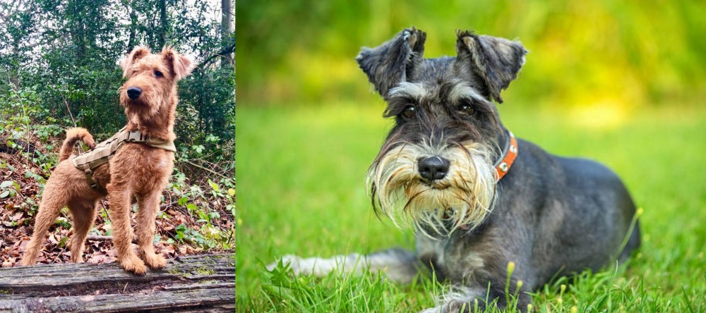 Schnauzer vs Irish Terrier - Breed Comparison