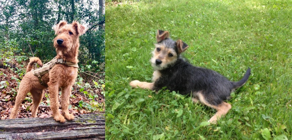Schnorkie vs Irish Terrier - Breed Comparison