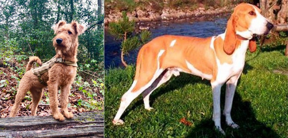 Schweizer Laufhund vs Irish Terrier - Breed Comparison