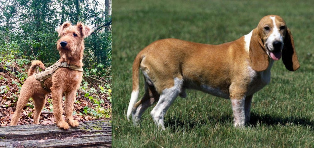Schweizer Niederlaufhund vs Irish Terrier - Breed Comparison