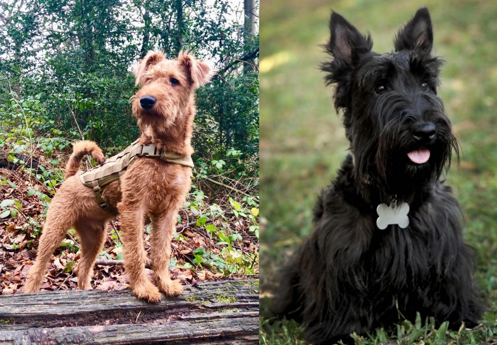 Scoland Terrier vs Irish Terrier - Breed Comparison