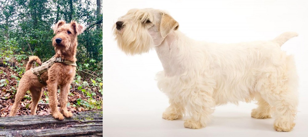 Sealyham Terrier vs Irish Terrier - Breed Comparison