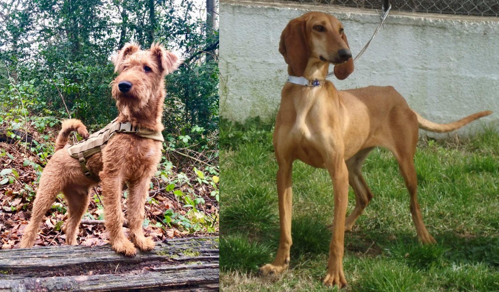 Segugio Italiano vs Irish Terrier - Breed Comparison