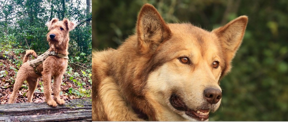Seppala Siberian Sleddog vs Irish Terrier - Breed Comparison