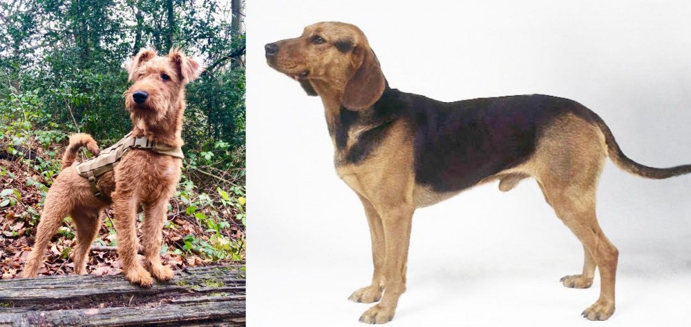 Serbian Hound vs Irish Terrier - Breed Comparison