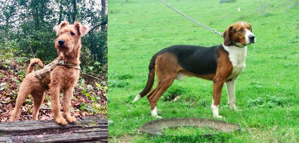 Serbian Tricolour Hound vs Irish Terrier - Breed Comparison