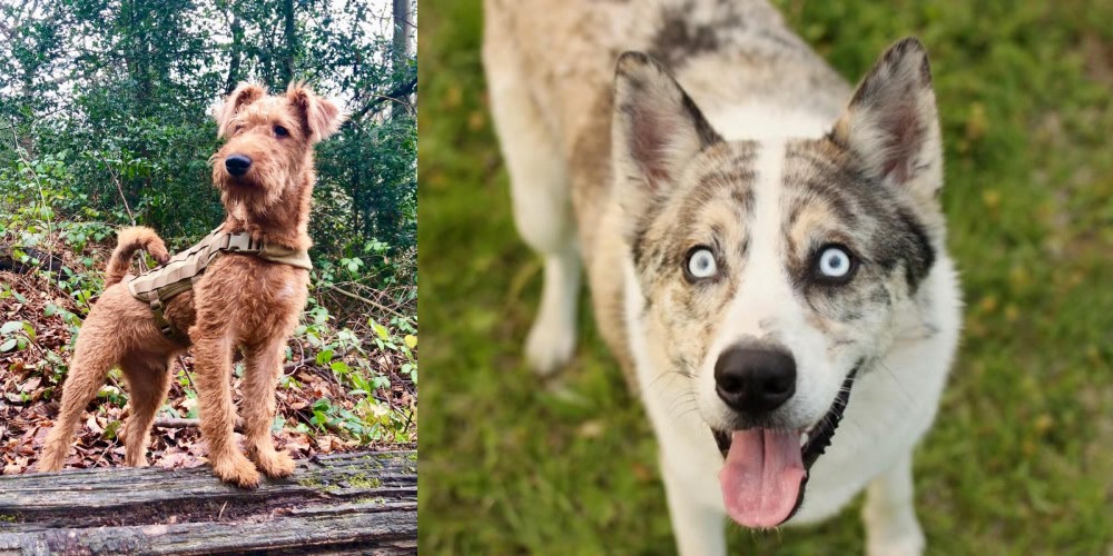 Shepherd Husky vs Irish Terrier - Breed Comparison