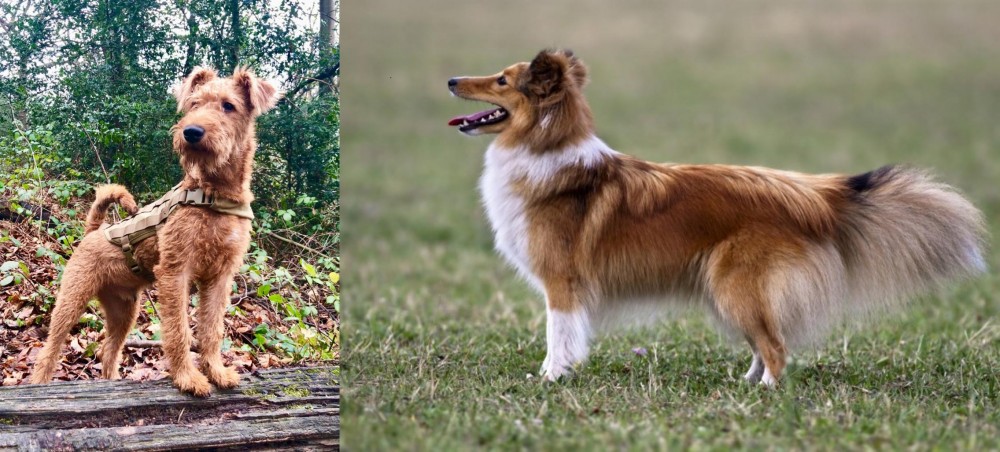 Shetland Sheepdog vs Irish Terrier - Breed Comparison