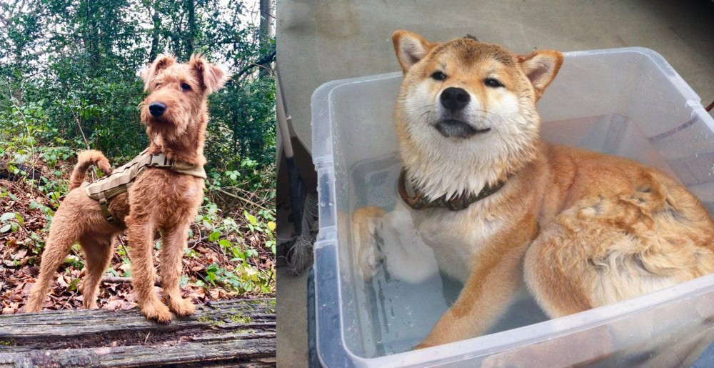 Shiba Inu vs Irish Terrier - Breed Comparison
