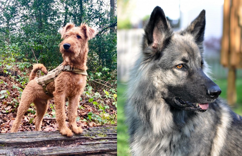 Shiloh Shepherd vs Irish Terrier - Breed Comparison