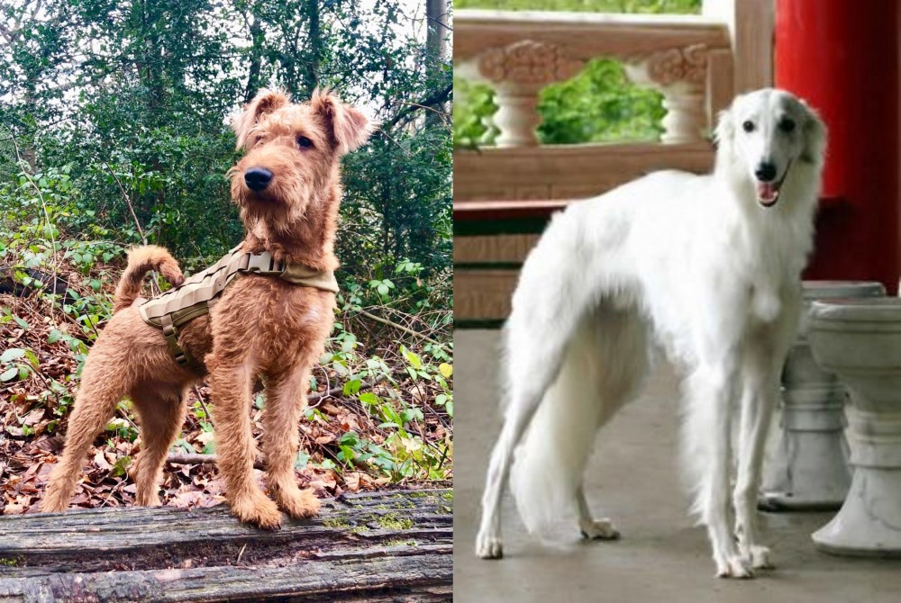Silken Windhound vs Irish Terrier - Breed Comparison