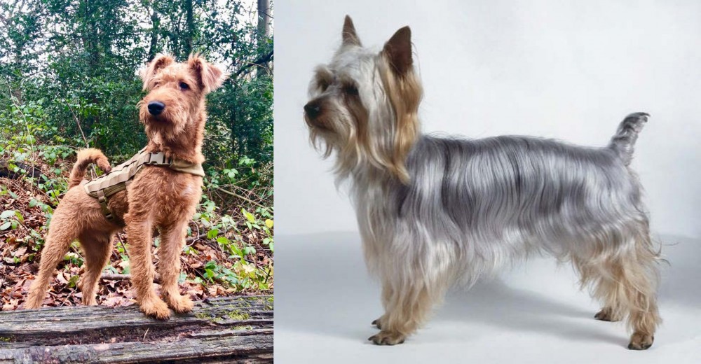 Silky Terrier vs Irish Terrier - Breed Comparison